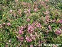Malpighia punicifolia, Barbados-Cherry, Acerola, Dwarf Pink Mound, Malphigia, Cerejeira Malpighia punicifolia, Barbados-Cherry, Acerola, Dwarf Pink Mound, Malphigia, Cerejeira