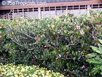 Rhaphiolepis sp., Raphiolepis, Yeddo Hawthorn
