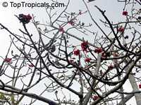 Bombax ceiba, Salmalia malabarica, Bombax malabaricum, Kapok tree, Silk Cotton Tree