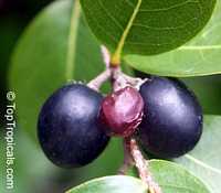 Chrysobalanus icaco, Cocoplum, Icaco