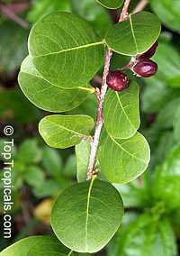 Chrysobalanus icaco, Cocoplum, Icaco