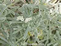 Argusia gnaphalodes, Heliotropium gnaphalodes, Sea Rosemary, Sea Lavender Argusia gnaphalodes, Heliotropium gnaphalodes, Sea Rosemary, Sea Lavender
