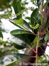 Citharexylum fruticosum, Fiddlewood