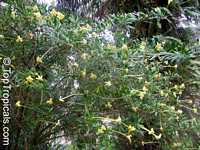 Brunfelsia densifolia, Serpentine Hill rain tree Brunfelsia densifolia, Serpentine Hill rain tree