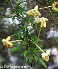 Brunfelsia densifolia - Serpentine Hill Rain Tree

Click to see full-size image