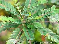 Alvaradoa amorphoides, Mexican alvaradoa