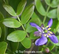 Guaiacum sanctum, Lignum Vitae, Tree of Life, Gaiac tree