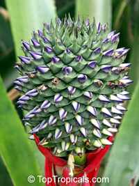 Aechmea sp., Bromeliad Aechmea sp., Bromeliad