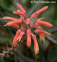 Aloe sp., Aloe