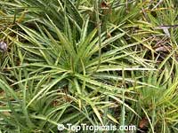 Dyckia microcalyx, Dyckia
