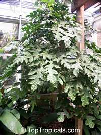 Trevesia palmata, Snowflake Tree, Snowflake Aralia