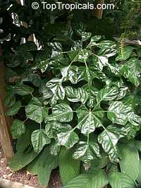 Trevesia palmata, Snowflake Tree, Snowflake Aralia