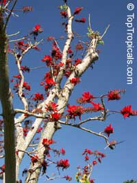 Erythrina indica, Coral Tree, Sunshine Tree