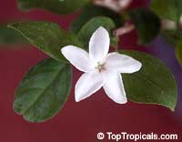 Psilanthus bengalensis, Paracoffea Psilanthus bengalensis, Paracoffea