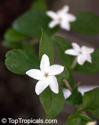 Psilanthus bengalensis, Paracoffea Psilanthus bengalensis, Paracoffea