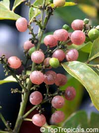 Limonia pentaphylla, Glycosmis pentaphylla, Glycosmis mauritiana, Ash sheora, Orangeberry, Rum Berry, Gin Berry Limonia pentaphylla, Glycosmis pentaphylla, Glycosmis mauritiana, Ash sheora, Orangeberry, Rum Berry, Gin Berry