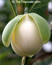 Magnolia coco, Liriodendron coco, Magnolia pumila, Dwarf Magnolia, Cempaka Telur, Cempaka Gondok, Coconut Magnolia Magnolia coco, Liriodendron coco, Magnolia pumila, Dwarf Magnolia, Cempaka Telur, Cempaka Gondok, Coconut Magnolia