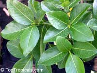 Gardenia brighamii, Native Hawaiian Gardenia Nau Gardenia brighamii, Native Hawaiian Gardenia Nau