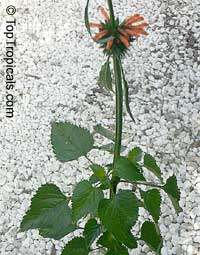 Leonotis nepetifolia , Urus mane, Naivasha Apricot