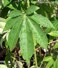 Ceiba pentandra, Kapok tree, Silk Cotton Tree