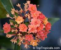 Ixora congesta, Ixora griffithiana, Ixora Thai Flame