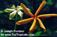 Gardenia sp., Gardenia Ululani, Ulu-Lani