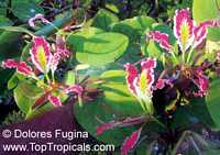 Bauhinia pottsii, Orchid Tree