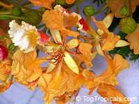 Delonix regia, Poinciana regia, Flame tree, Flamboyant, Royal poinciana, Gul Mohr, Peacock Flower Delonix regia, Poinciana regia, Flame tree, Flamboyant, Royal poinciana, Gul Mohr, Peacock Flower