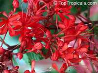 Clerodendrum splendens, Flaming glorybower, Clerodendron