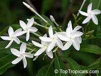 Alstonia venenata, Sinnappalai, Devil Tree