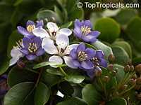 Guaiacum officinale, Lignum Vitae, Guajacum, Guaiac