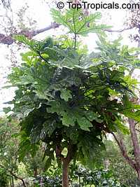 Trevesia burckii, Snow Flake Tree, Ghost