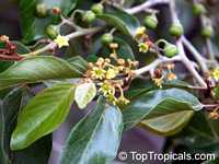 Colubrina arborescens, Green Heart, Snake-bark