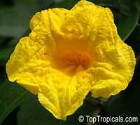 Adenocalymna ( Adenocalymma ) comosum, Bignonia comosa, Yellow Trumpet Vine