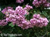 Bougainvillea arborea, Bougainvillea