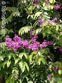 Securidaca diversifolia, Elsota diversifolia, Easter flower