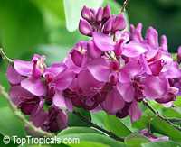 Securidaca diversifolia, Elsota diversifolia, Easter flower