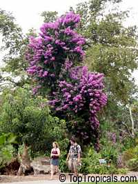 Bougainvillea arborea - Thornless Bougainvillea Tree 

Click to see full-size image