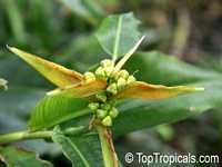 Heliconia aurantiaca, Yellow Heliconia
