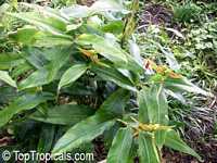 Heliconia aurantiaca, Yellow Heliconia