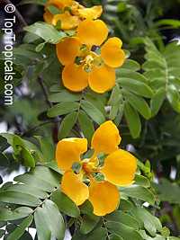 Bulnesia arborea - Verawood

Click to see full-size image