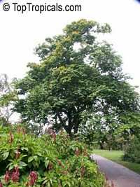 Bulnesia arborea, Vera, Verawood, Vera Wood, Maracaibo Lignum Vitae