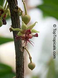 Theobroma grandiflorum, Cupuasu, Copoasu, Cupuacu