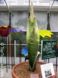 Amorphophallus sp., Voodoo lily, Devils tongue, Snake Palm, Corpse flower