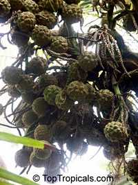 Pelagodoxa henryana, Henry Palm