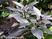 Eranthemum nigrum, Black Magic, Sky Flower, Ebony Eranthemum nigrum, Black Magic, Sky Flower, Ebony