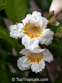 Radermachera Kunming, Dwarf Tree Jasmine, Peep Thong