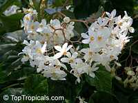 Begonia sp., Begonia Begonia sp., Begonia