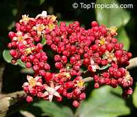 Leea coccinea Rubra, Red Leea, West Indian Holly, Hawaiian Holly