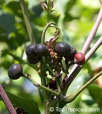 Leea coccinea Rubra, Red Leea, West Indian Holly, Hawaiian Holly